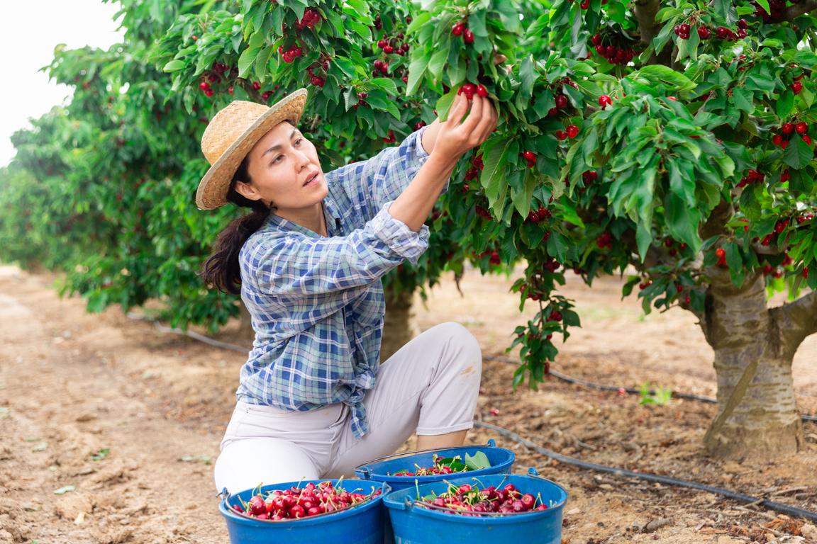 Asian woman working at the farm